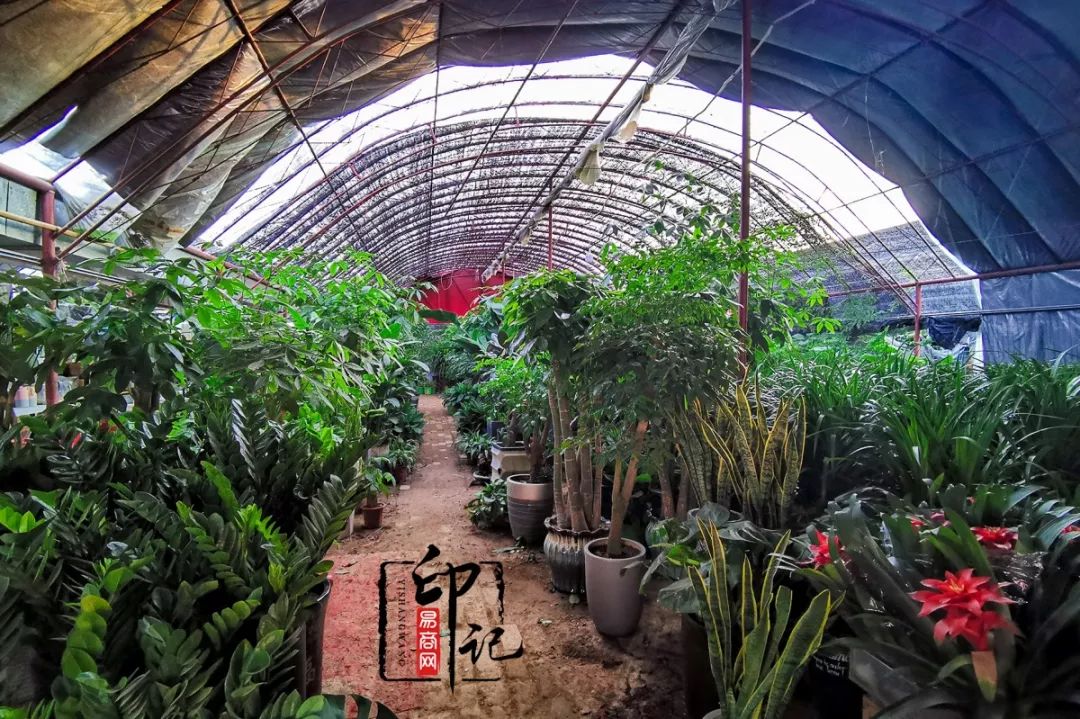 商丘道北花鸟批发市场,商丘花鸟宠物市场