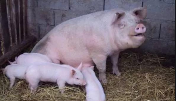 母猪产后不吃食可以喂艾草吗,母猪产后不吃能打维生素c吗