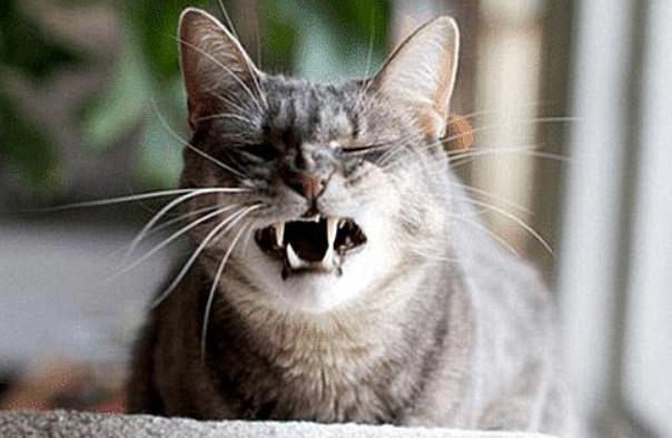 猫咪鼻子摸着干干的,猫咪鼻子湿润是正常的嘛