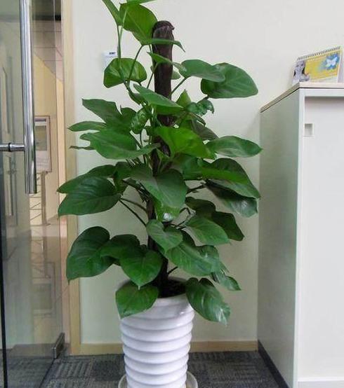 绿萝怎么养成叶片大,绿萝如何让叶片油绿发亮