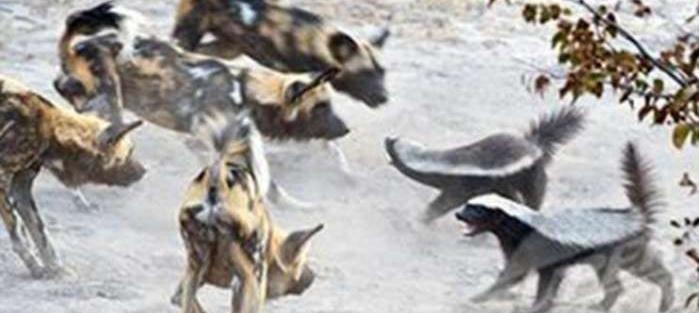 蜜獾厉害还是平头哥更厉害,平头哥蜜獾到底有多强大