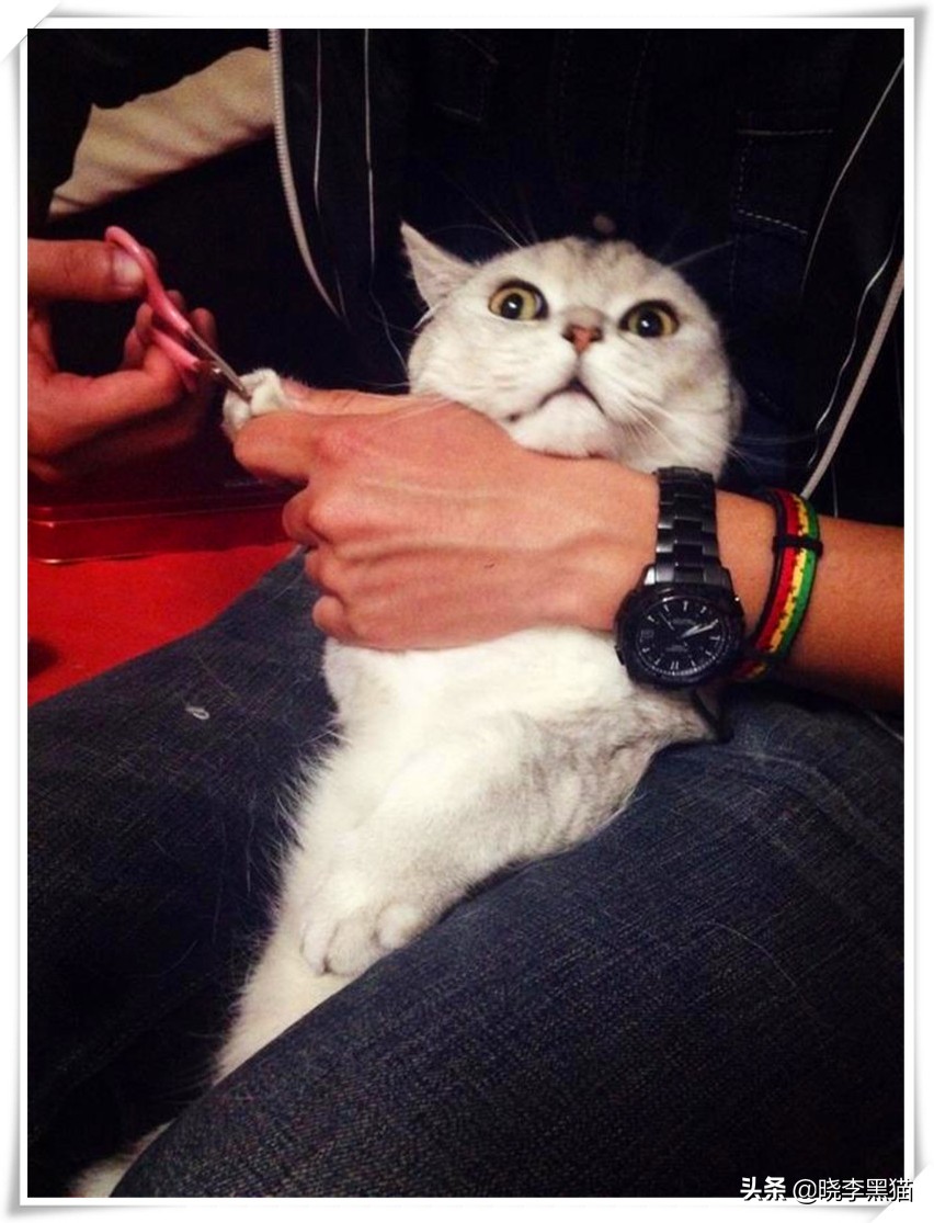 “情商”180，一只“社会”的小猫咪是怎么样炼成的？今天来教你