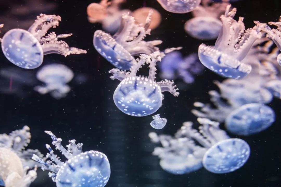 巴南又能耍又有吃的,重庆有什么美食巴南区