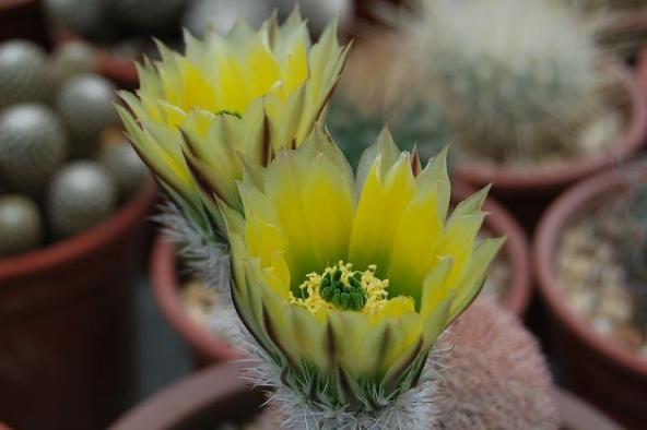 仙人掌开花美图,仙人掌介绍60多种独特的仙人掌