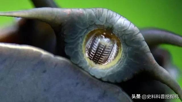 11个鲜为人知的奇怪冷知识，都让你怀疑它们是不是真的