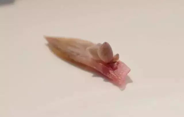 多肉花剑是个宝,多肉花剑可以干什么