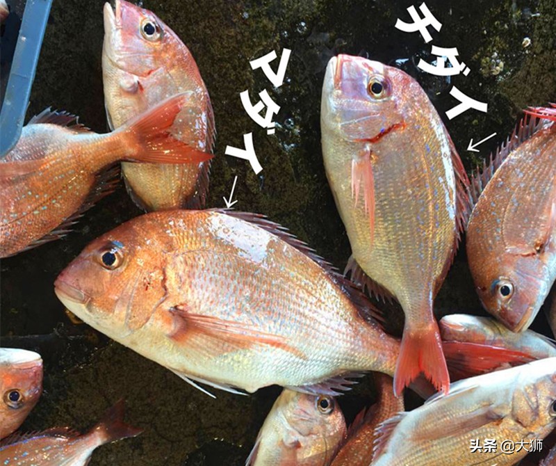 尾形优子虐童事件:逼女儿吞食呕吐物、金鱼死尸,拍摄视频卖暗网