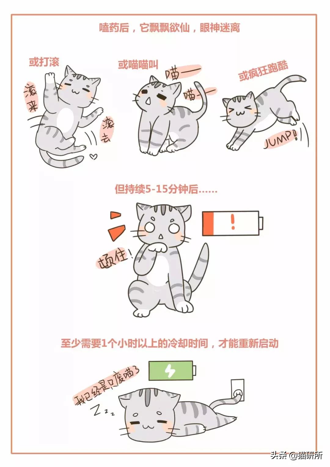 猫薄荷骗猫喝水有危害吗,为什么猫吸猫薄荷会上瘾
