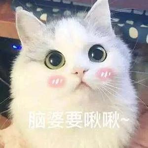 小猫咪为啥乱拉屎,有些小猫咪表面挺正常