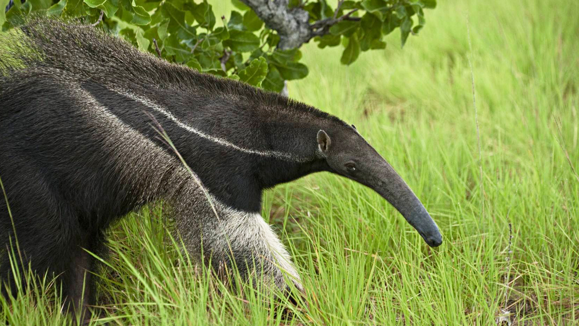 蜗牛智商高的动物,盘点动物世界最慢的动物蜗牛