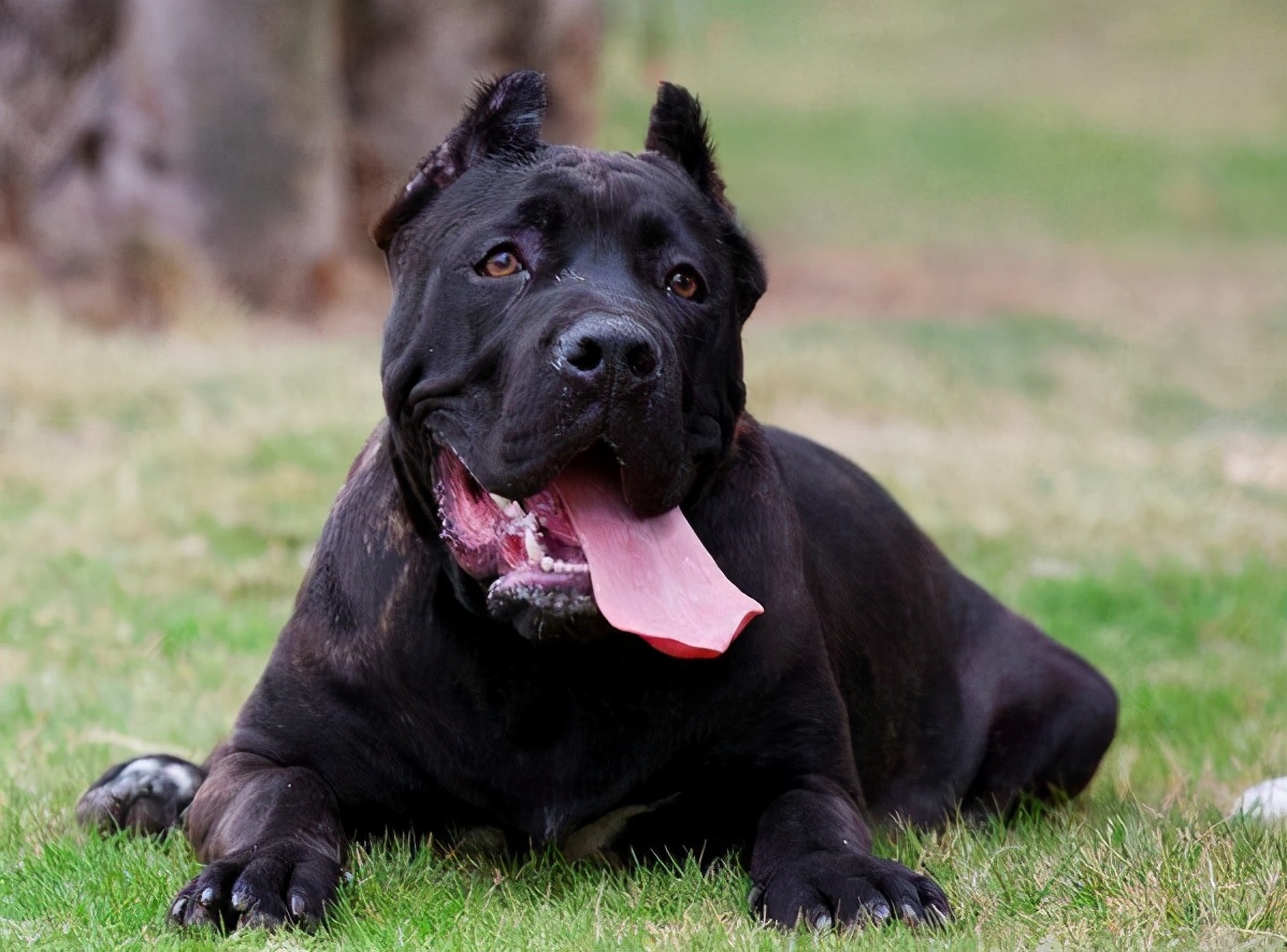 卡斯罗犬可以养吗,卡斯罗犬值得养吗