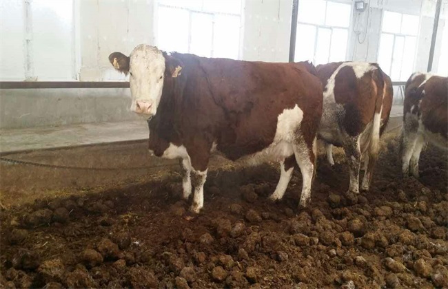 牛食盐中毒怎么补救,牛食盐中毒