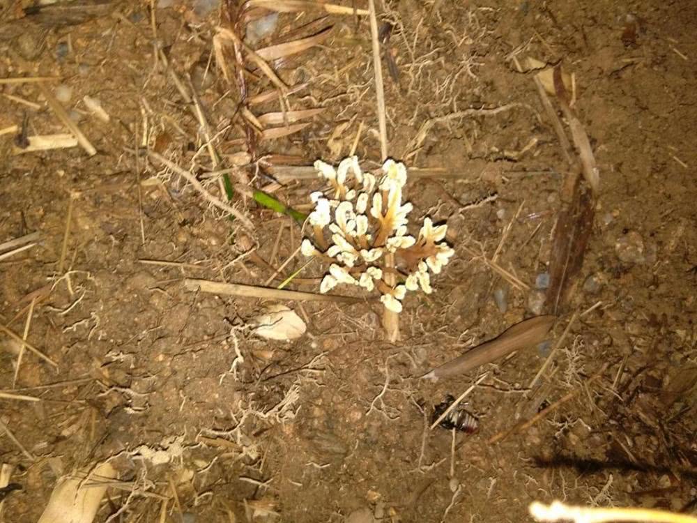 生在竹林中，去年1斤80元，如今已翻4倍，又有“冬虫夏草”走红？