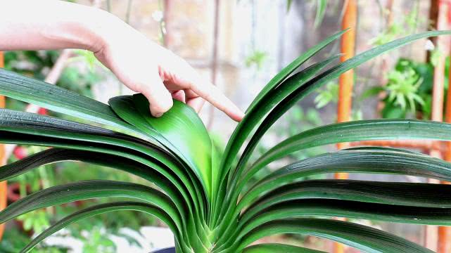 喜欢养君子兰的男人,家庭养君子兰