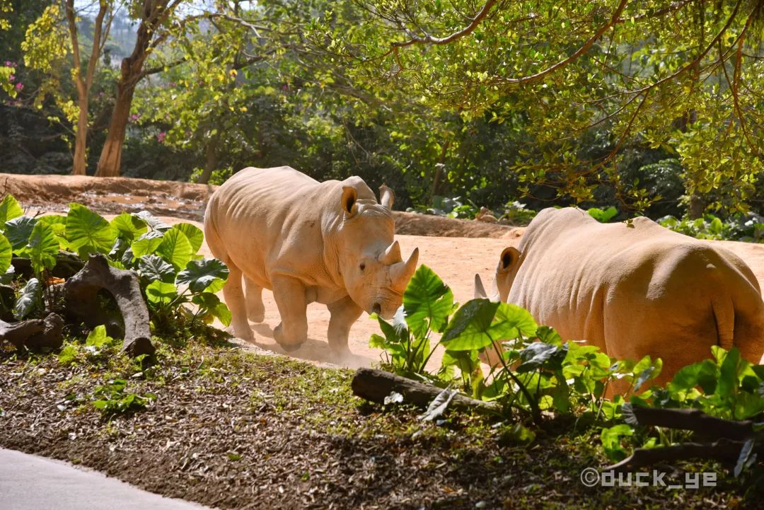 自驾长隆野生动物世界攻略,广州长隆野生动物世界旅游攻略