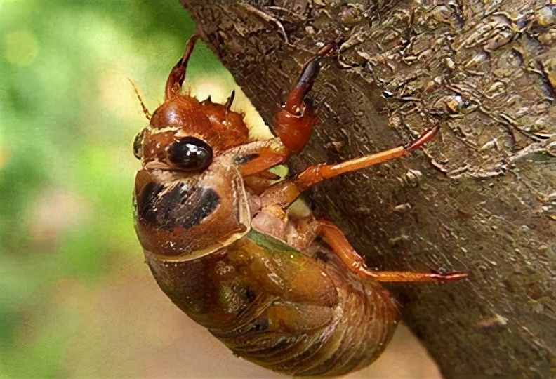 投资一万元养殖蚂蚱利润是多少,在农村搞养殖养什么投资比较小