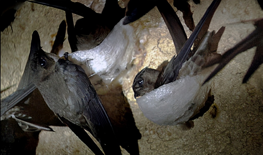 燕窝有几种最好的是哪种,燕窝的形状是什么