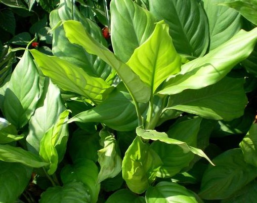 什么绿植吸甲醛效果最好又快,绿植甲醛吸收排行榜