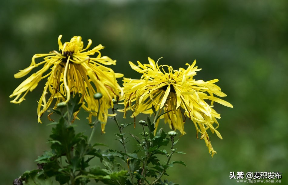 马跑泉公园有菊花展吗,庆祝菊花