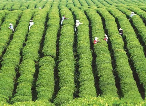 贵州绿色农产品何以风行天下？从毕节一颗萝卜出口迪拜的跨国之旅说起~