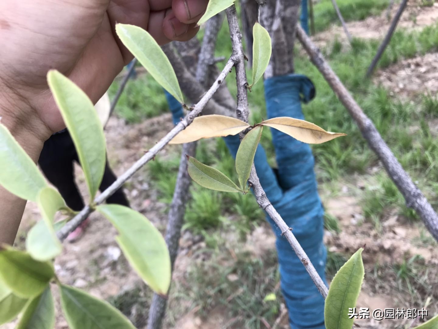完全干枯的树浇水还能活,树长时间没浇水枯了还能活吗