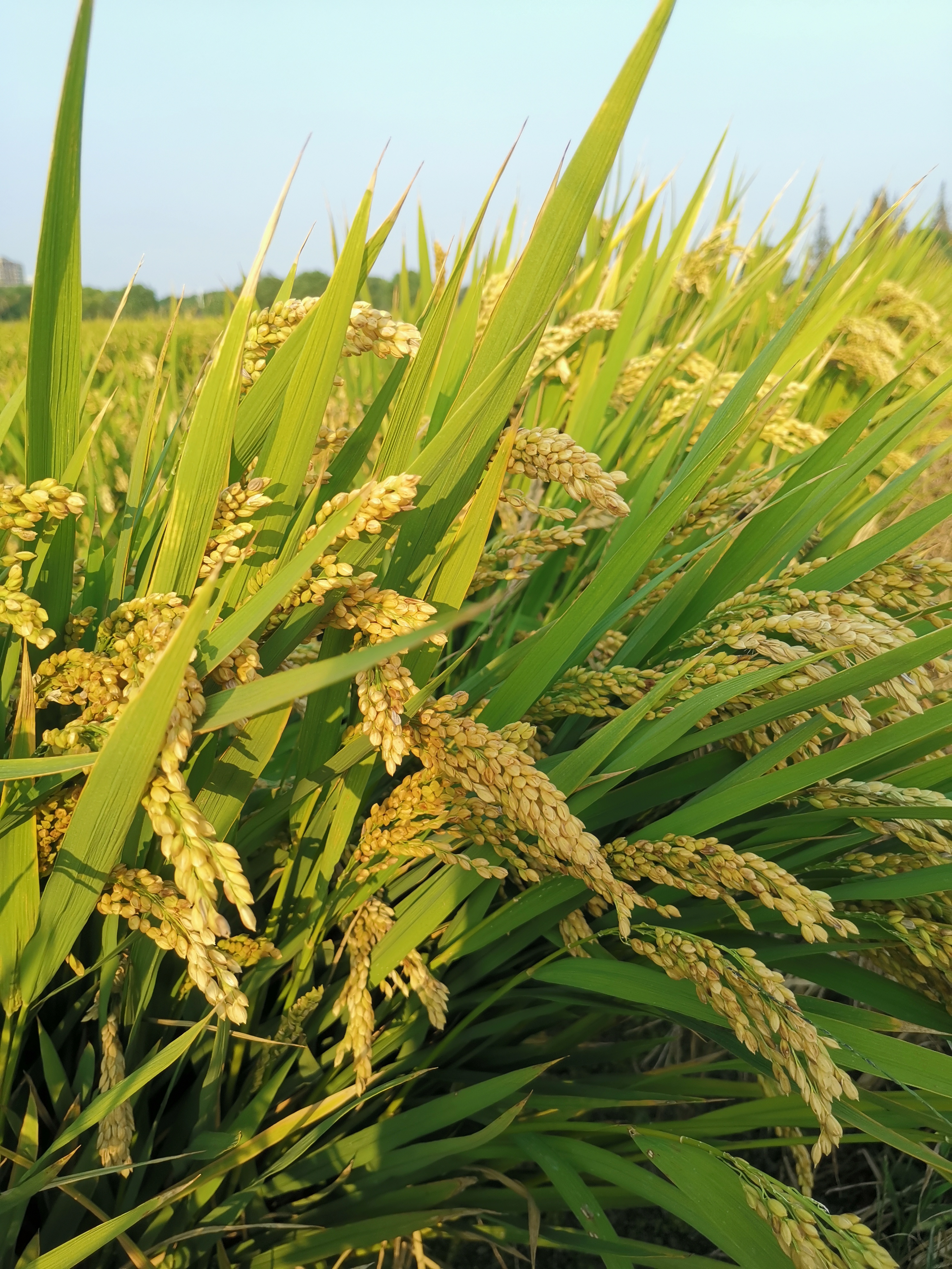 全家劝生三胎但孕妇不想要,两个女儿别人劝生三胎说说