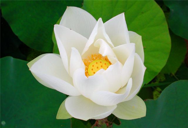 莲君子,莲如何养才能开花