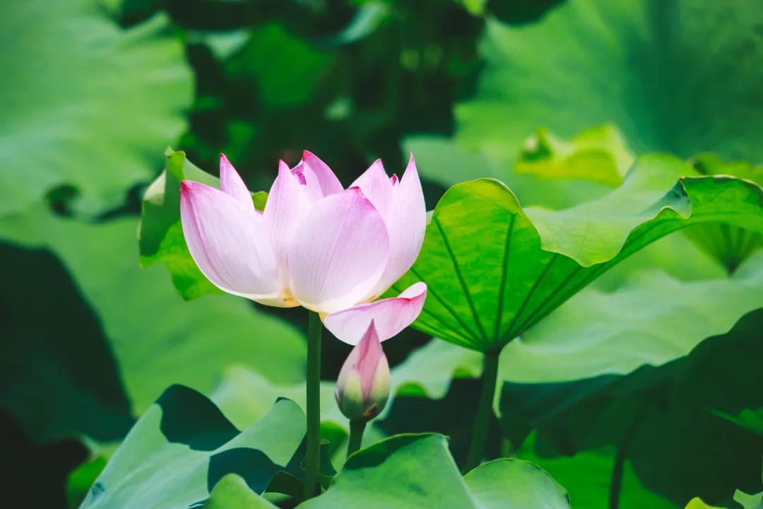 观福建农林大学的荷！赏尽一池清趣