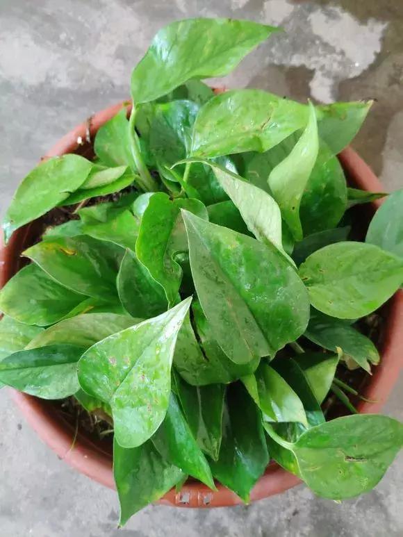 绿萝吊兰爱“吃土”，2年盆土“吃光光”，说啥也要换土！