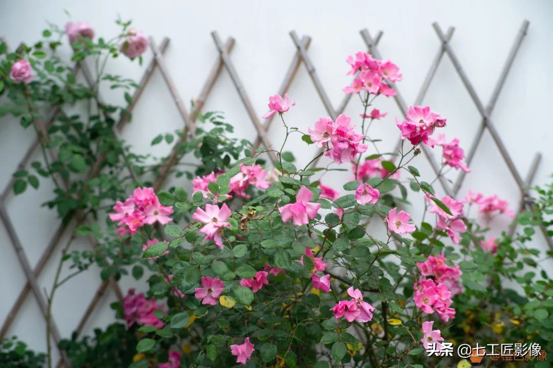 七工匠75mmf1.25夜神人像镜头,七工匠75mmf1.25参数