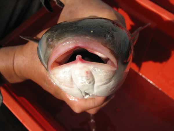 鲻鱼传统钓,鲻鱼大全