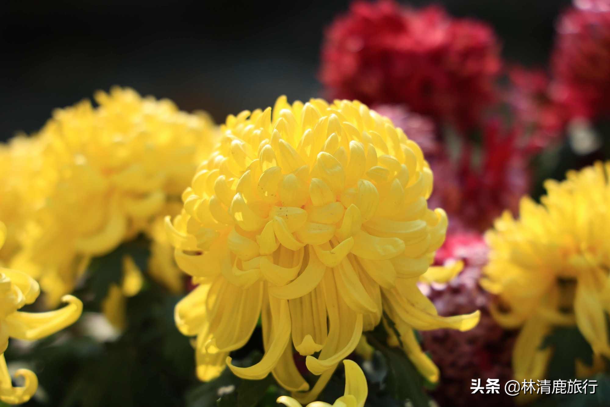 离郑州最近银杏园赏秋,郑州银杏惊艳了秋天