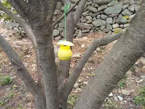 樱桃果蝇危害,樱桃果蝇怎么防治最有效