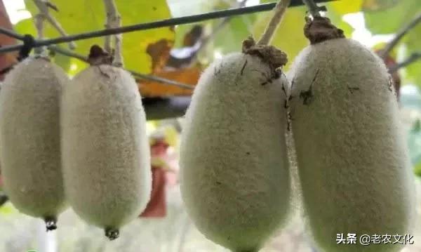 农村种养致富项目,农村特种种植致富项目有哪些