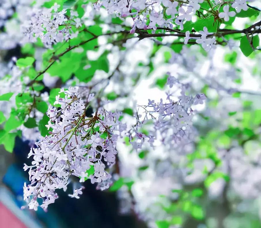 最适合赏花的花,视觉盛宴五种赏花名花供您选择