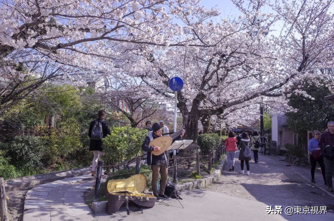 我在京都，攒下一整个春日的绝美樱色送给你。