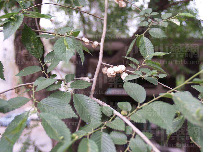 中药榆皮,榔榆皮的功效作用