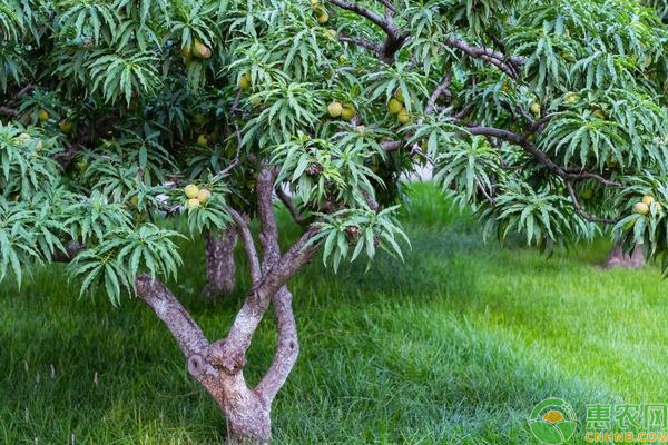 桃树烂根最好的处理方法,盆栽桃树烂根怎么补救