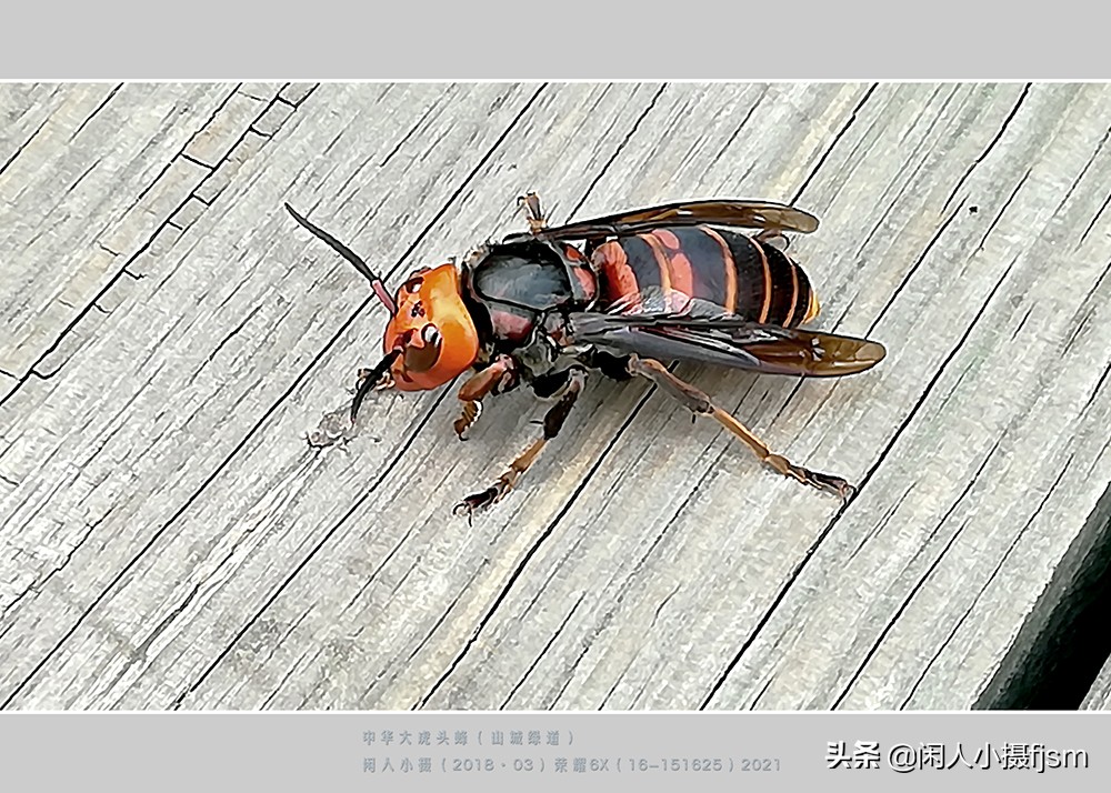 昆虫摄影技巧与方法,蜂蛾拍摄技巧