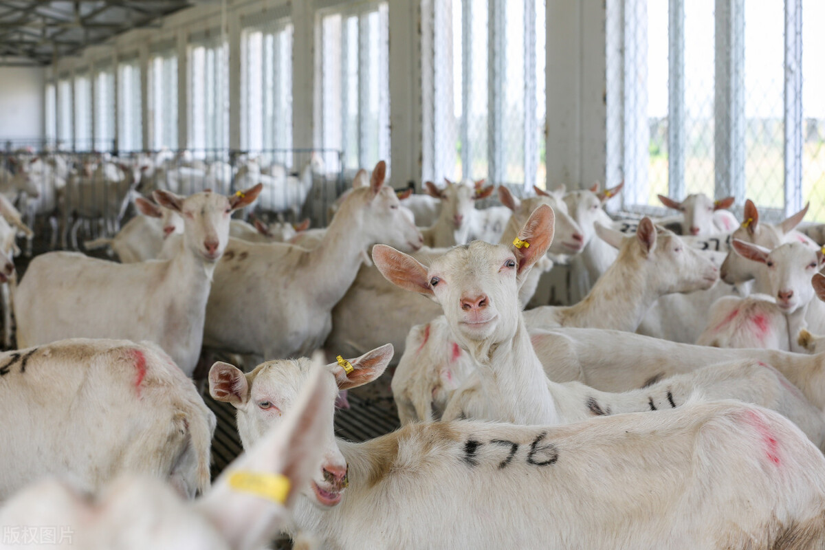 养50只公羊50只母羊能挣多少钱,养殖羊200只母羊一年可以赚多少钱