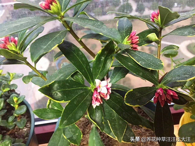 金边瑞香叶子干枯怎么剪枝,金边瑞香叶子耷拉怎么办呢