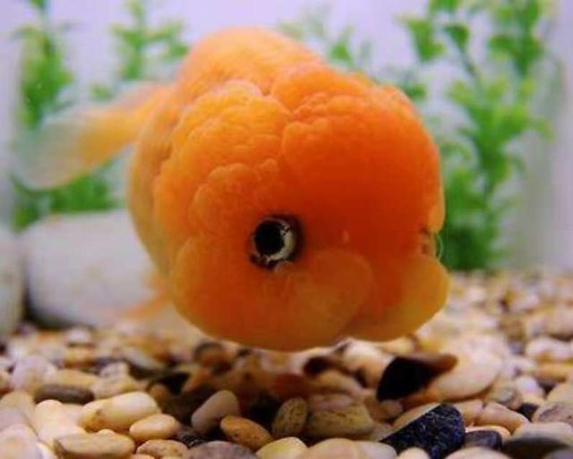 不是所有大脑袋的观赏鱼，看起来都令人舒适，有些品种其实很难看