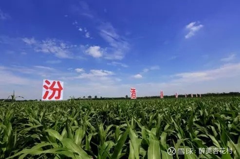 三句话告诉你,汾酒的四个品质追求