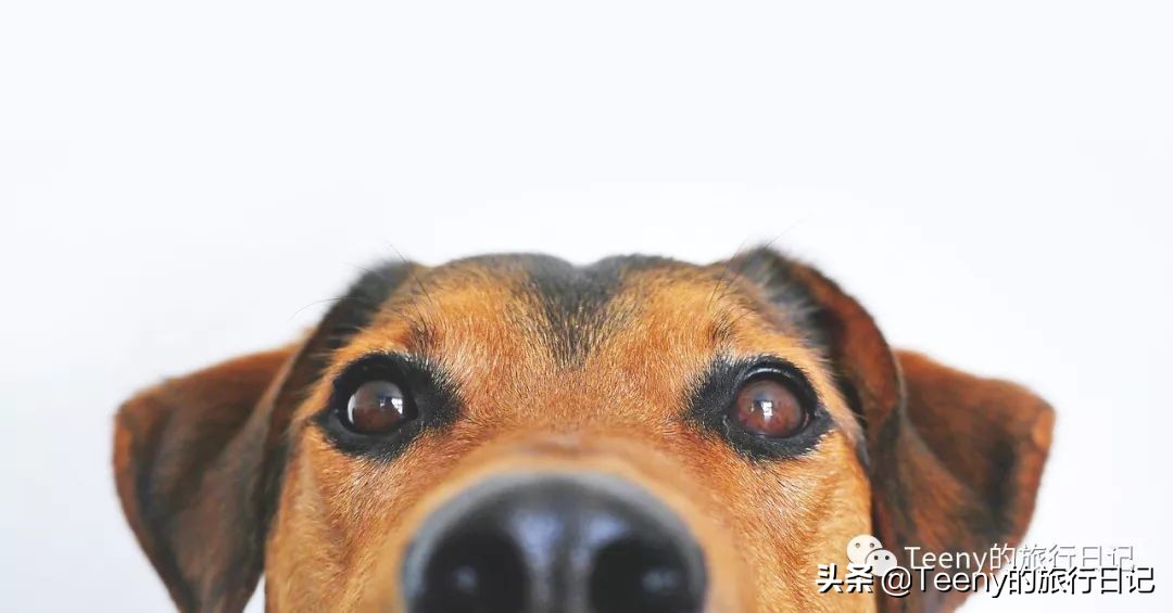 钀屽疇鐢ㄥ搧姊崇悊姣涘彂,钀屽疇鐢ㄥ搧鐖嗘