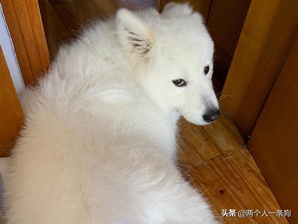 萨摩耶怎么撒娇的,萨摩耶乖巧可爱卖萌撒娇