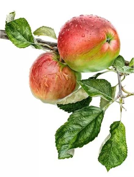 超写实绘画真实吗,超写实的植物绘画