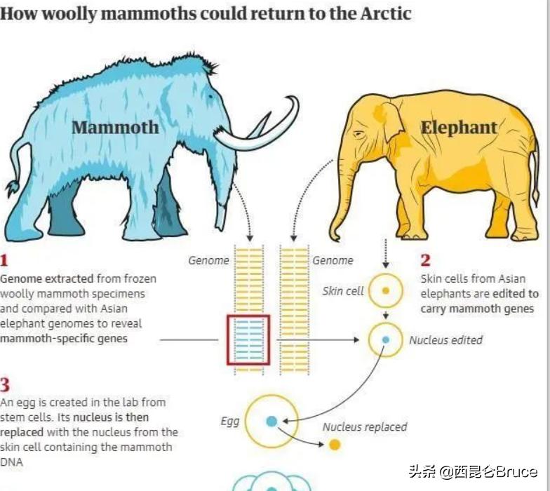 猛犸象还有几年才能复活,猛犸象有望复活