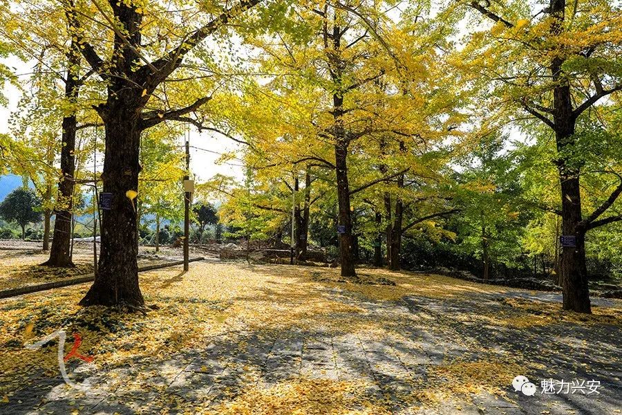 桂林兴安漠川银杏最佳观赏时间,桂林兴安漠川银杏网红打卡地