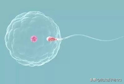 怎样能提高卵子质量,如何提高卵子质量和活力