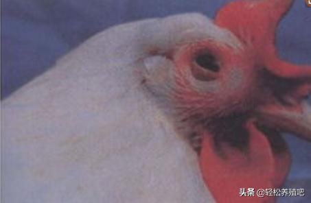 「养殖分享」鸡眼睛肿，流眼泪，原因知多少